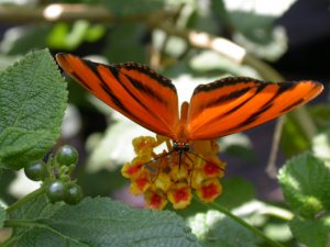 On Being Tired of Fighting the Fight