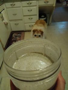 Coconut-Almond-Vanilla Chia Milk- No Fish Eggs, No Cartons, No Powders