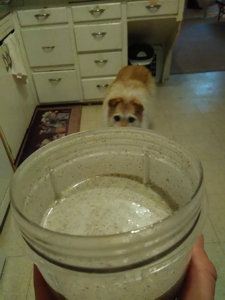 Coconut-Almond-Vanilla Chia Milk- No Fish Eggs, No Cartons, No Powders