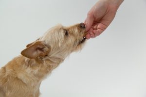 Dog receiving a reward treat